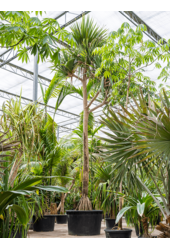 Pandanus Utilis