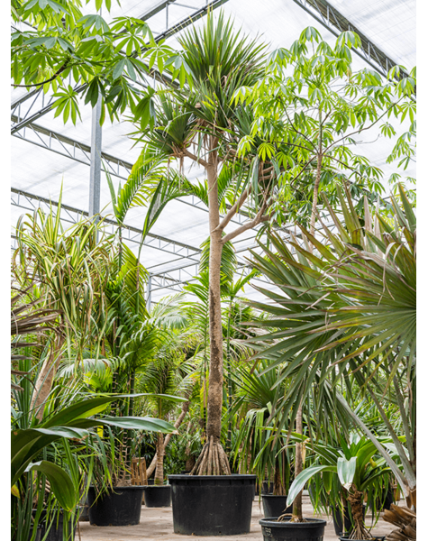 Pandanus
