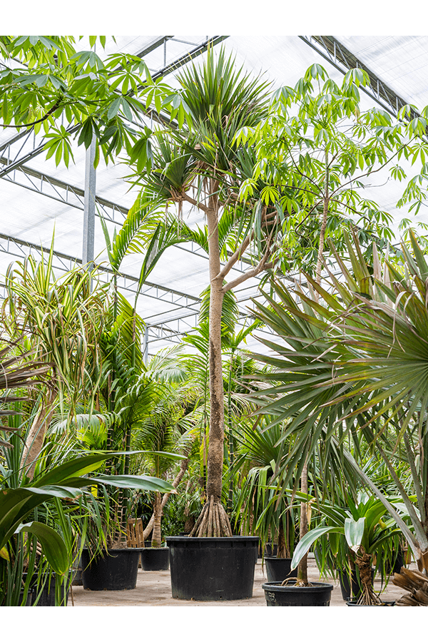 Pandanus Utilis