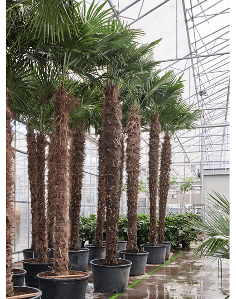 Trachycarpus