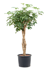Hydro Roślina Szeflera Arboricola Compacta