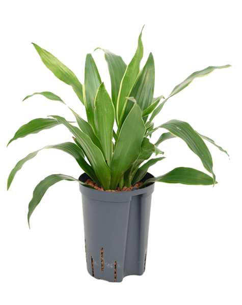 Hydroplant Dracena