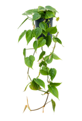 Hydro Roślina Filodendron Scandens