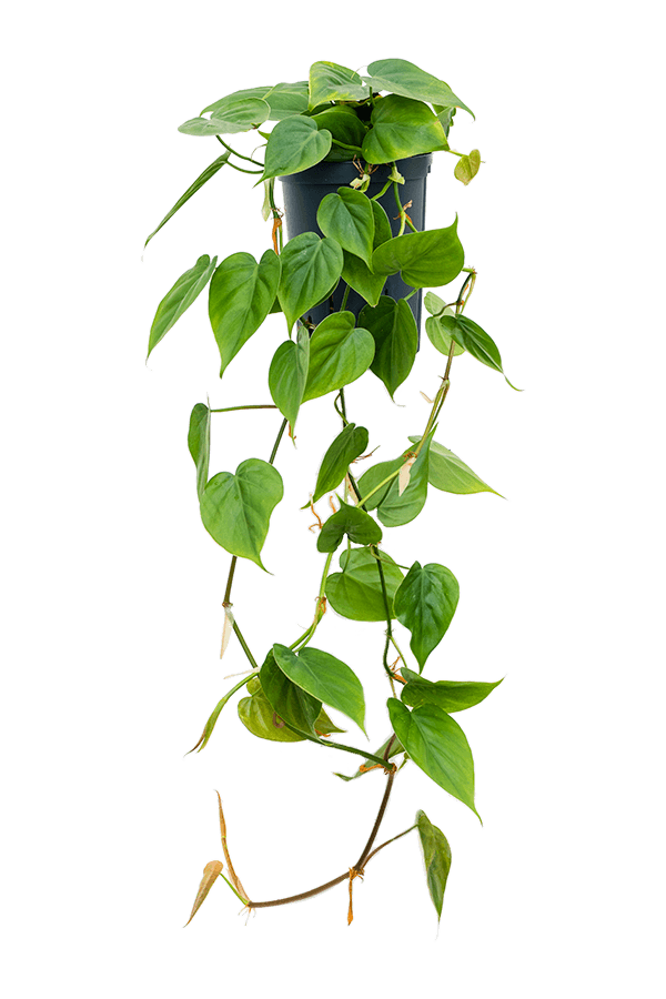 Hydro Roślina Filodendron Scandens