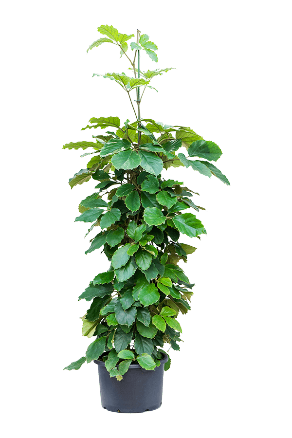 Hydroplant Tetrastigma Voinierianum
