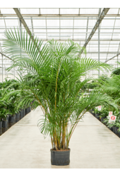 Hydroplant Dypsis (Areca) Lutescens