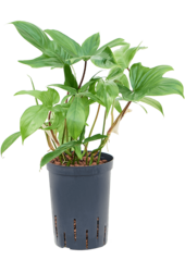 Hydroplant Filodendron Florida Ghost