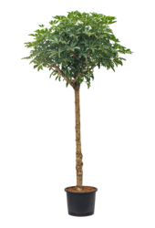Hydroplant Szeflera Arboricola Compacta