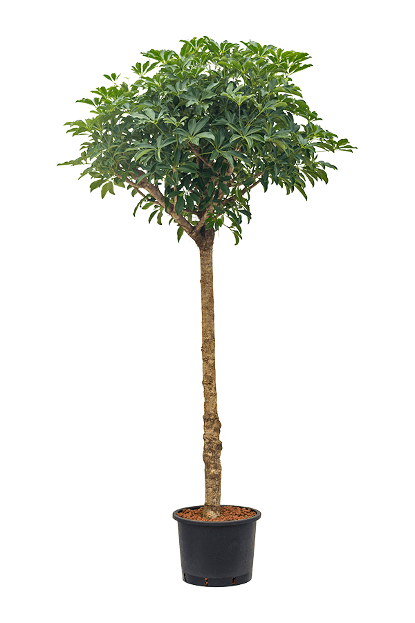 Hydroplant Szeflera Arboricola Compacta