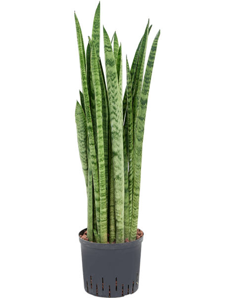 Hydroplant Sansevieria