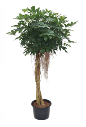 Hydroplant Szeflera Arboricola Compacta