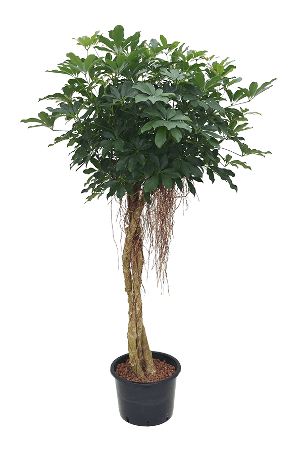 Hydroplant Szeflera Arboricola Compacta