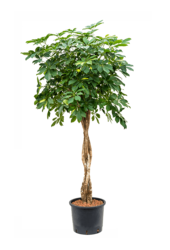 Hydroplant Schefflera Arboricola Gold Capella