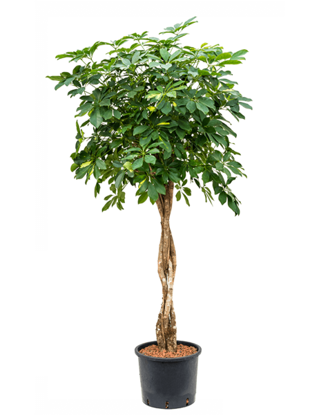 Hydroplant Schefflera