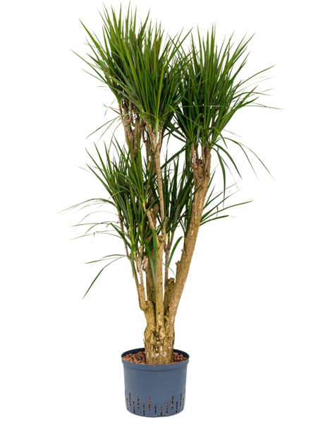 Hydroponiczna Dracena