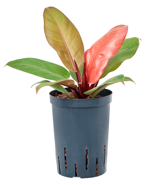 Hydroplant Filodendron