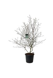 Kalina Burkwooda Viburnum burkwoodii