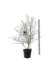Kalina Burkwooda Viburnum burkwoodii