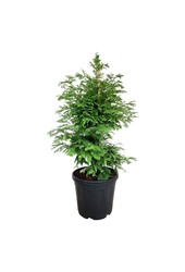 Metasequoia Hamlets Broom
