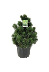 Sosna Pinus Compact Gem