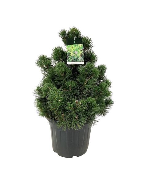 Pinus