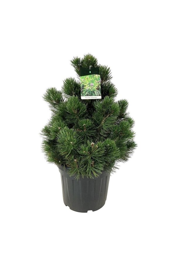 Sosna Pinus Compact Gem