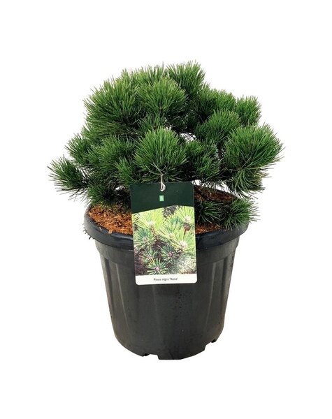 Pinus