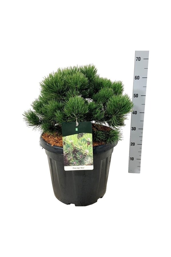 Sosna Pinus nigra Nana