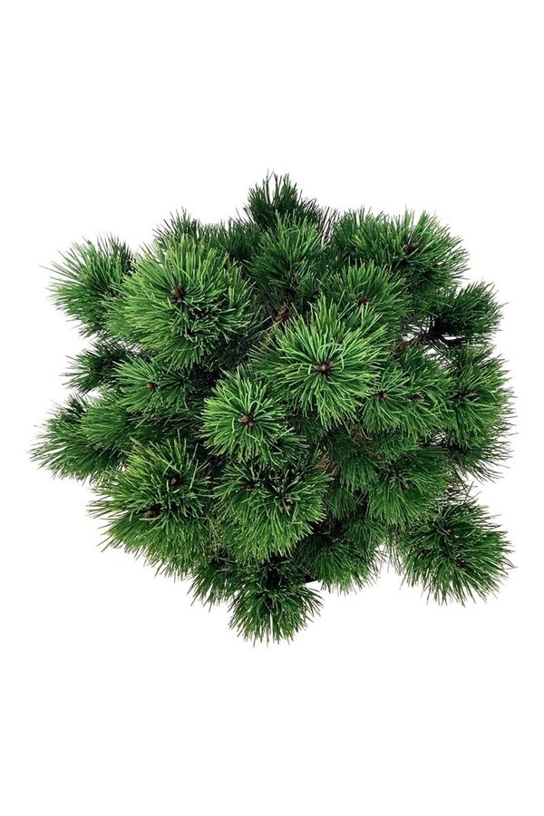 Sosna Pinus nigra Nana