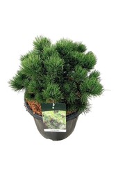 Sosna Pinus nigra Nana
