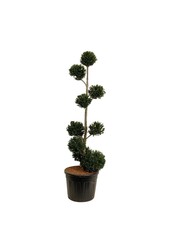 Cis pospolity Taxus baccata