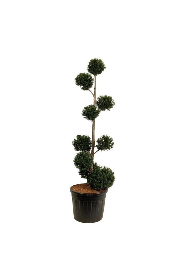 Cis pospolity Taxus baccata