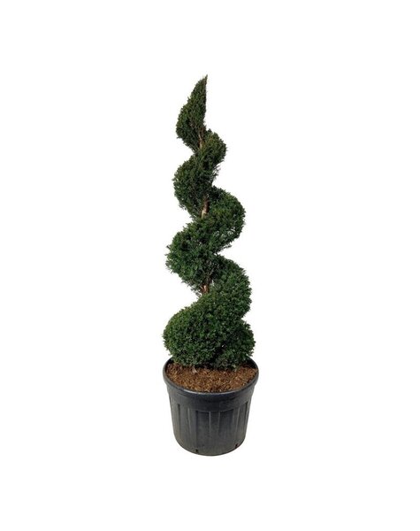 Taxus