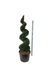 Cis pospolity Taxus baccata