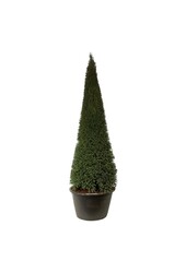 Cis pospolity Taxus baccata