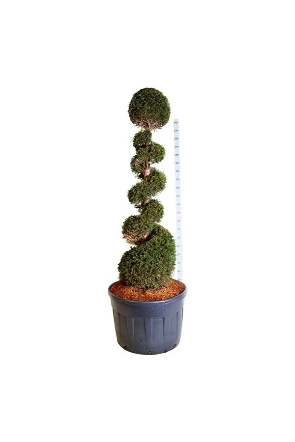 Cis pospolity Taxus baccata