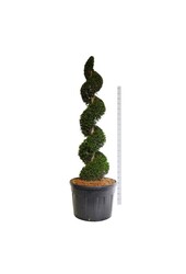 Cis pospolity Taxus baccata