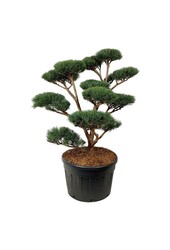 Sosna Pinus Watereri