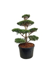 Sosna Pinus sylvestris