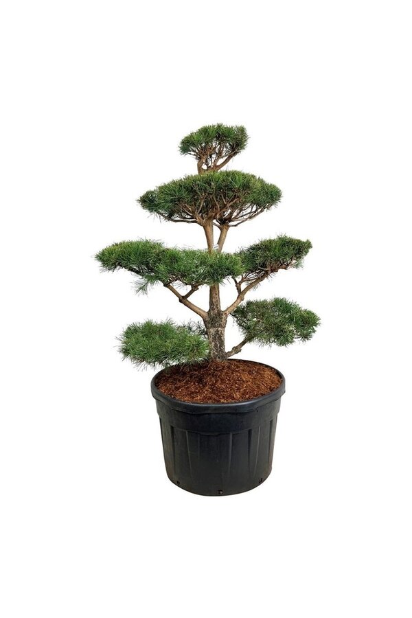 Sosna Pinus sylvestris