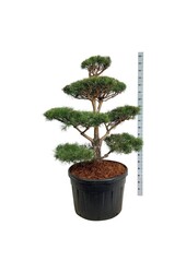 Sosna Pinus sylvestris