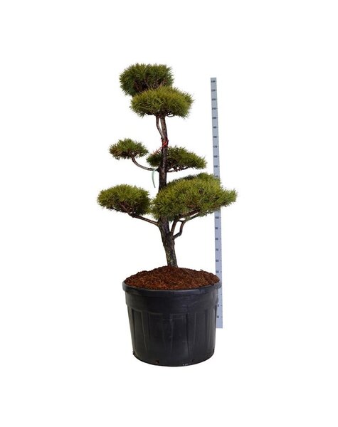 Pinus