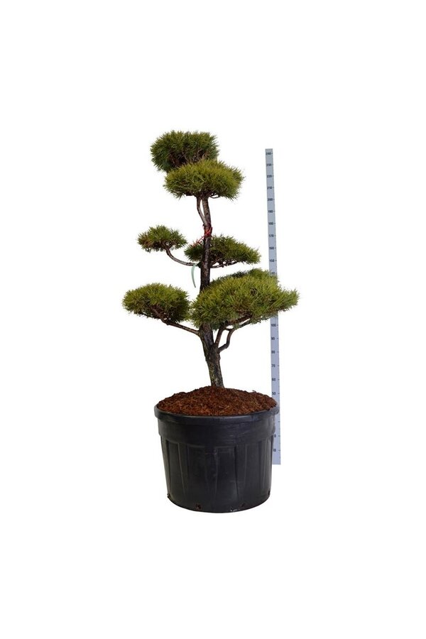 Sosna zwyczajna Pinus sylvestris
