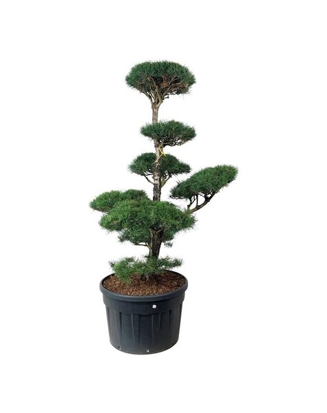 Pinus