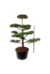 Sosna zwyczajna Pinus sylvestris