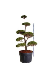 Sosna Pinus sylvestris