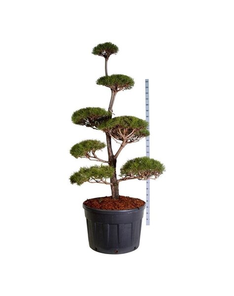 Pinus