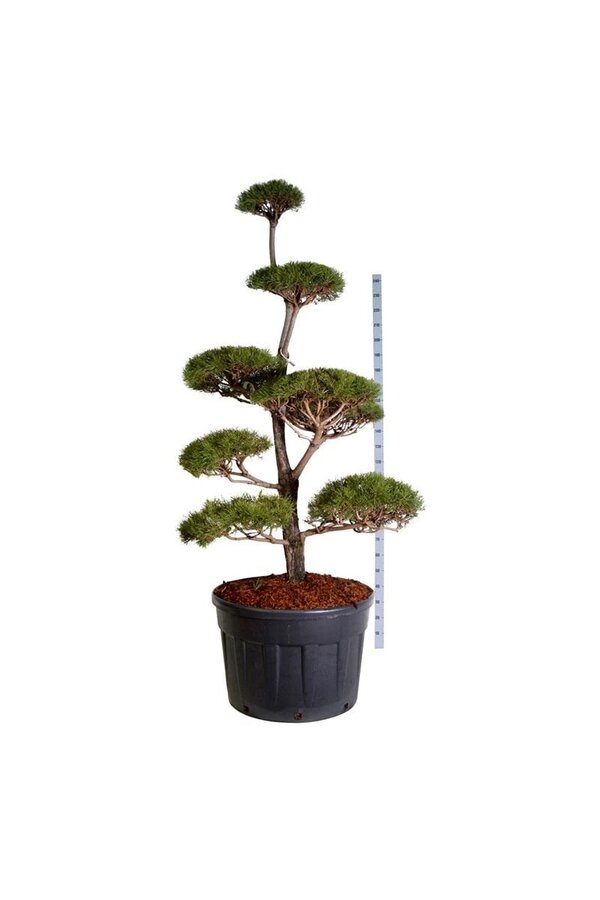 Sosna Pinus sylvestris