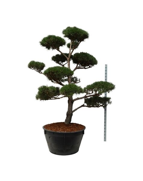 Pinus