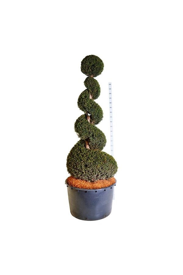 Cis pospolity Taxus baccata